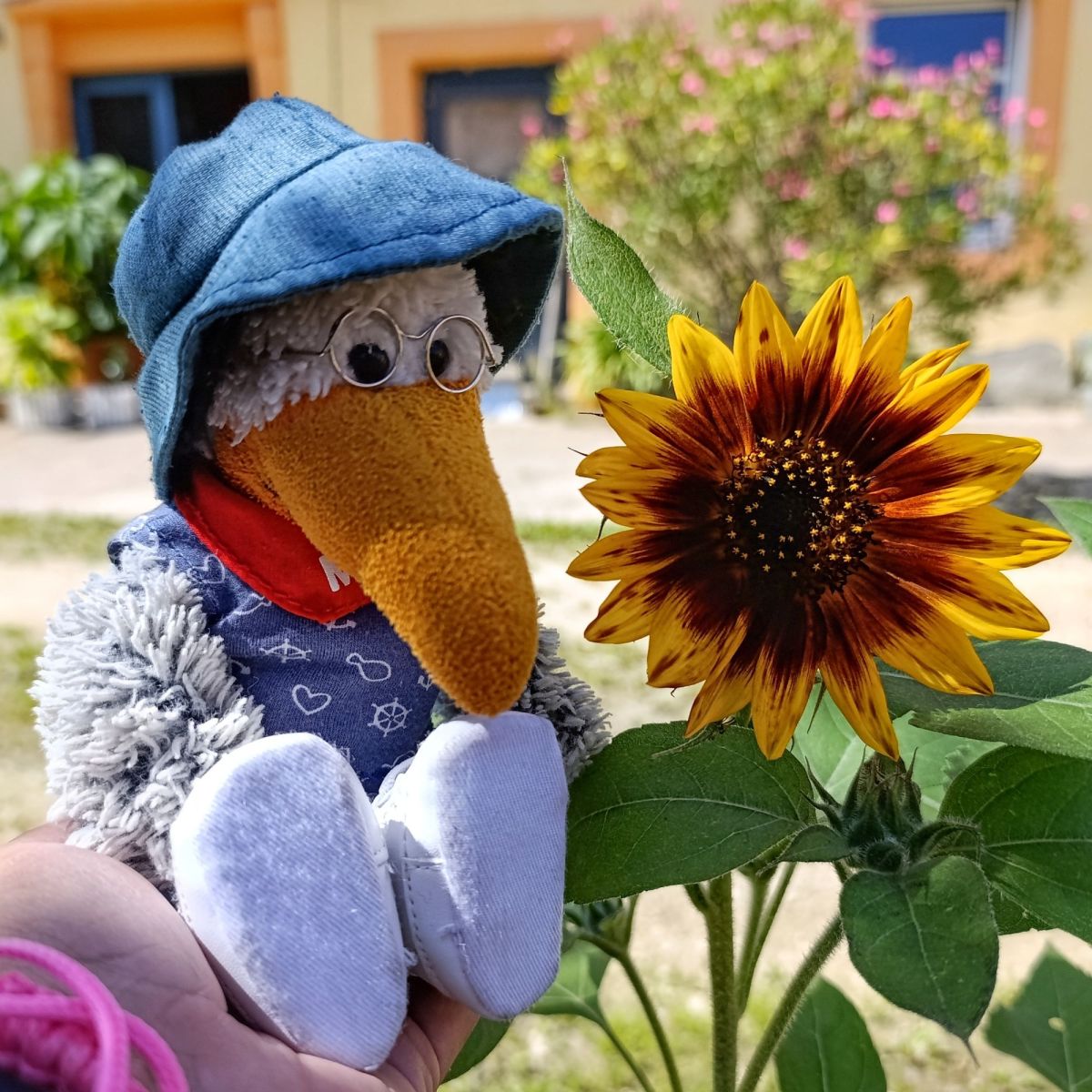 Eine Sonnenblume