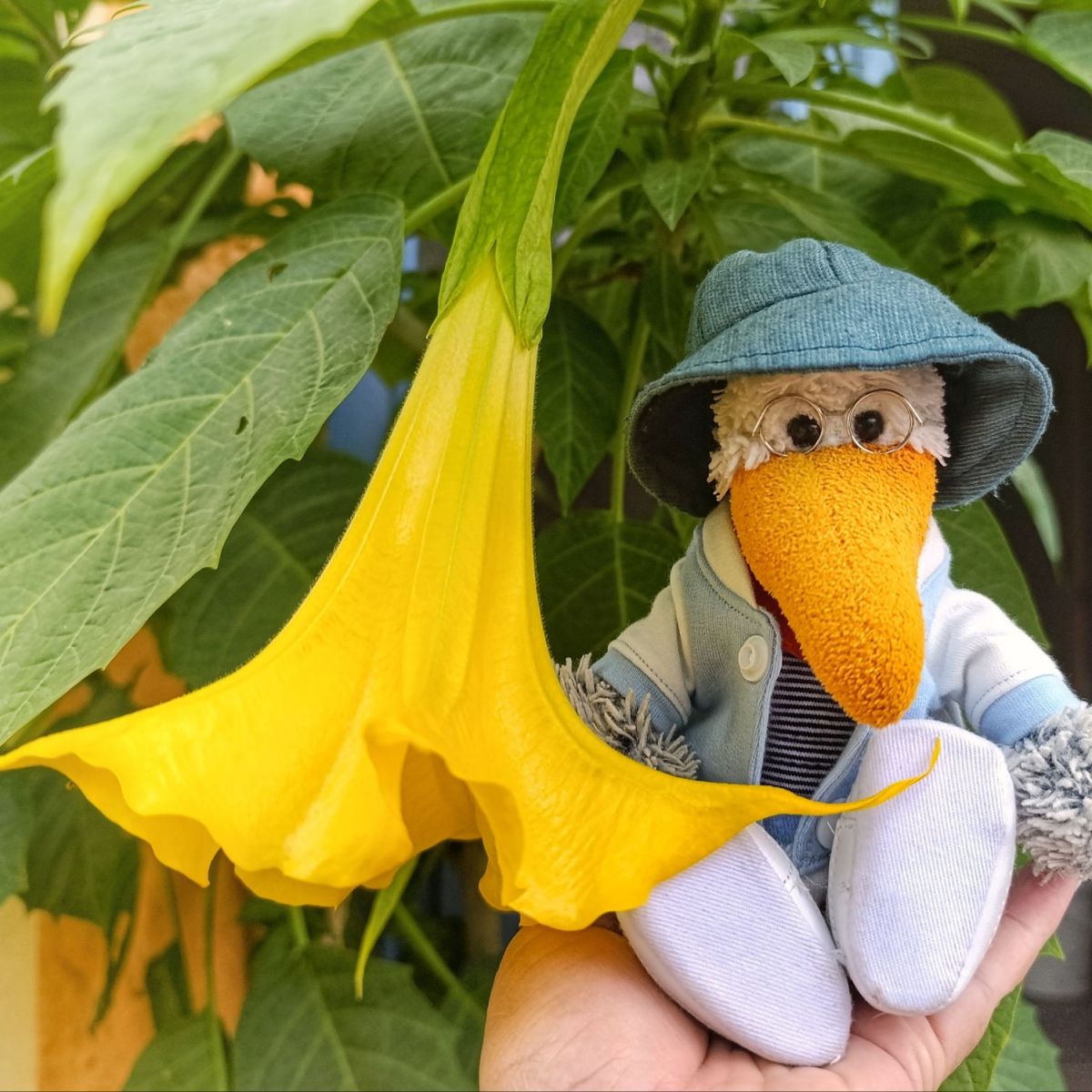 Engelstrompete blüht